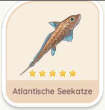 Atlantische Seekatze