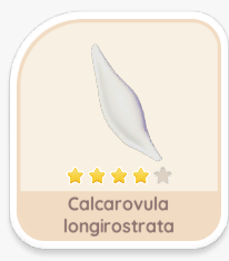 Calcarovula Iongirostrata