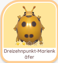 Dreizehnpunkt-Marienkäfer