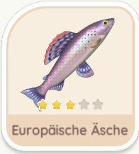 Europäische Äsche