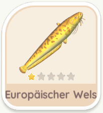 Europäischer Wels