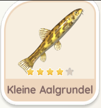 Kleine Aalgrundel