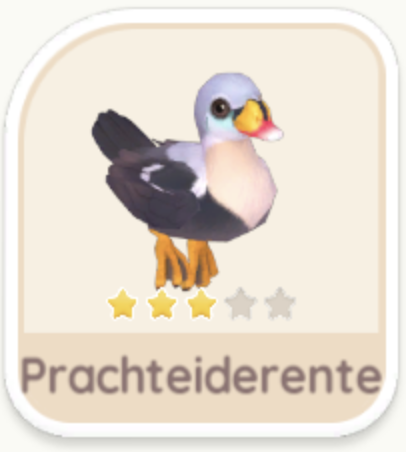 Prachteiderente