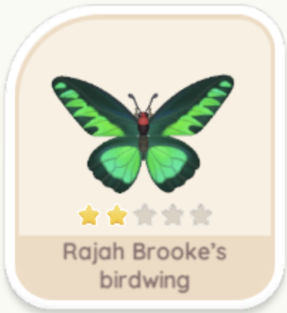 Rajah Brooke's Birdwing