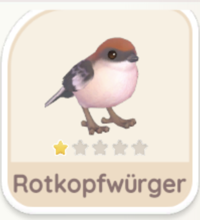 Rotkopfwürger