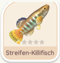 Streifen-Killifisch