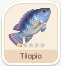 Tilapia