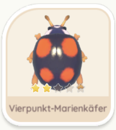 Vierpunkt-Marienkäfer