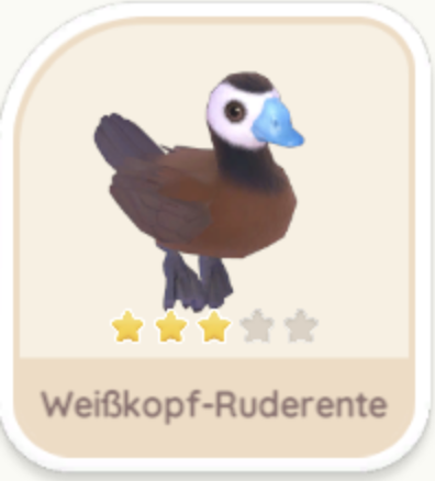 Weißkopf-Ruderente
