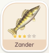 Zander