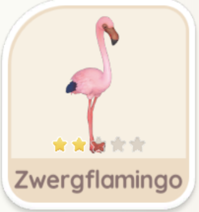 Zwergflamingo